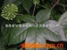 Siberian Ginseng P.E.